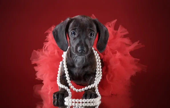 Skirt, girl, puppy, beads, Dachshund