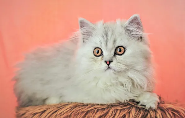 Cat, white, look, kitty, lies, pink background, Persian