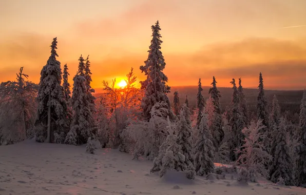 Winter, the sky, the sun, clouds, snow, trees, sunset, spruce