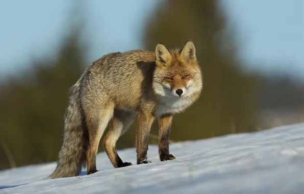 Winter, field, forest, look, snow, nature, slope, Fox