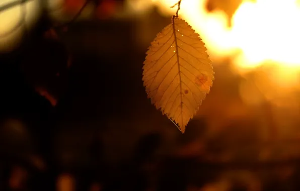 Picture autumn, leaves, nature