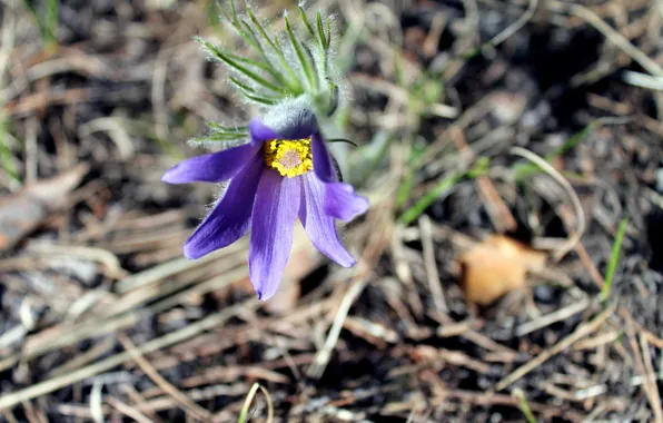 Purple, spring, Buttercup spring