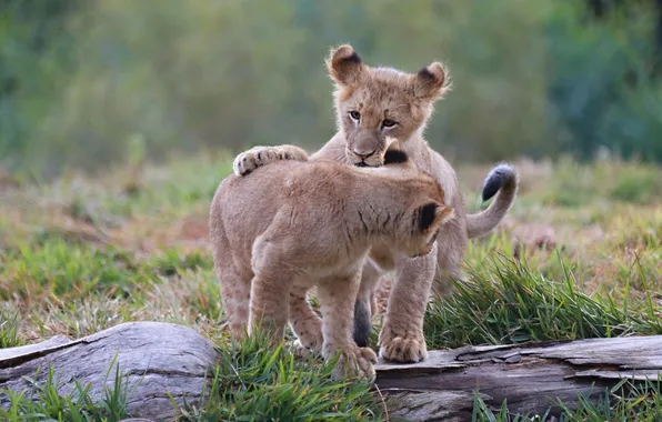 The game, lions, the cubs