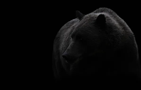 Look, face, portrait, bear, black background, brown