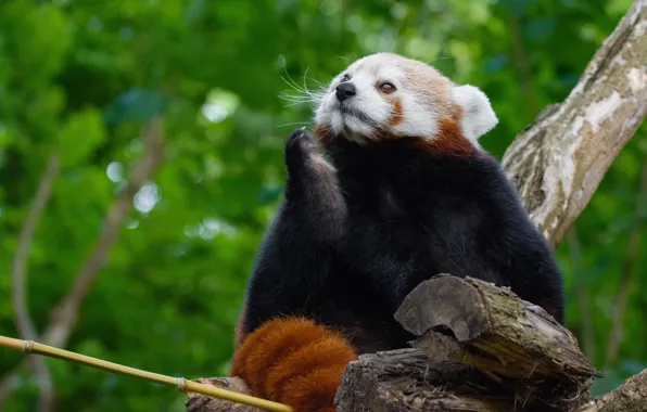 Look, face, pose, background, tree, foliage, paw, bamboo