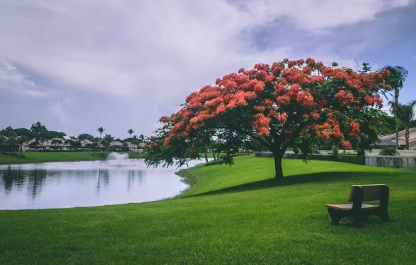 Clouds, bench, pond, Park, palm trees, flowering tree, lawn