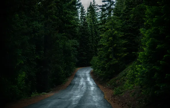 Picture road, forest, trees, landscape, nature, plants, forest, road