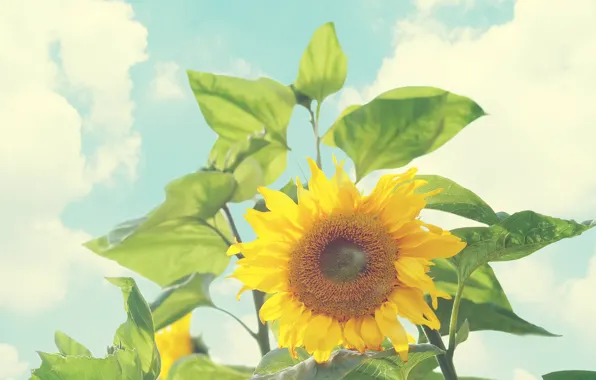 Picture leaves, clouds, sunflower, deviantart, bo0xVn