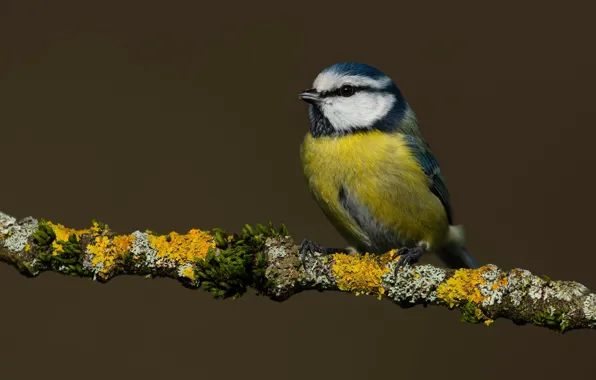 Background, bird, branch, tit