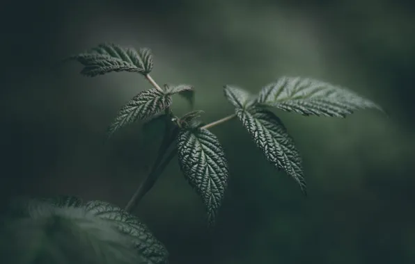 Leaves, Plant, Plants, Flora, Plants, Close-up, Flora, Plant