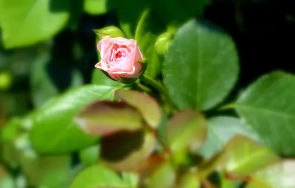 Picture roses, buds, pale pink