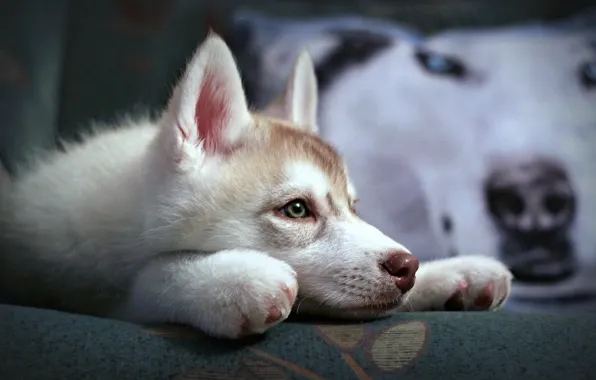 Dog, puppy, Siberian husk