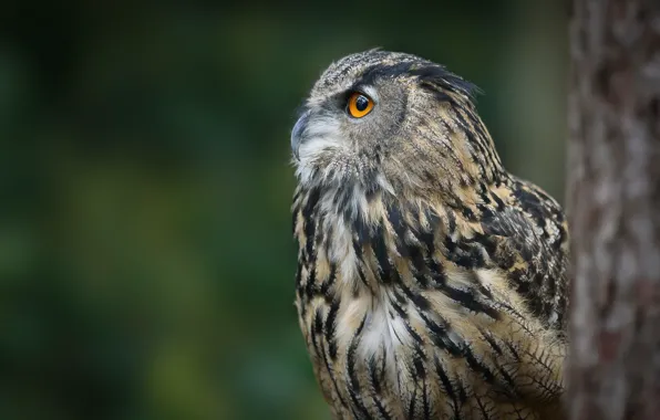 Picture look, trees, green, background, owl, bird, profile, owl