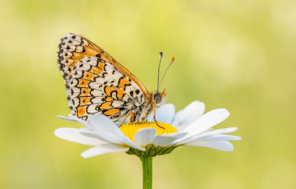 Flowers, butterfly, butterfly