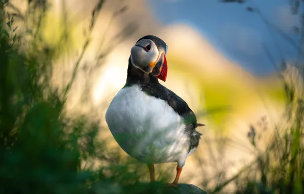 Picture bird, bokeh, Stalled