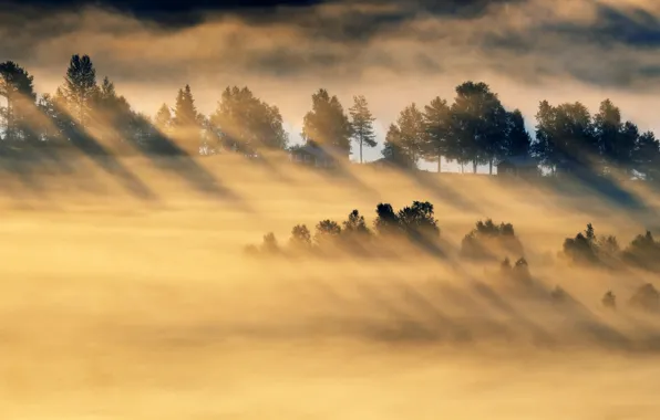 Picture field, light, fog, morning