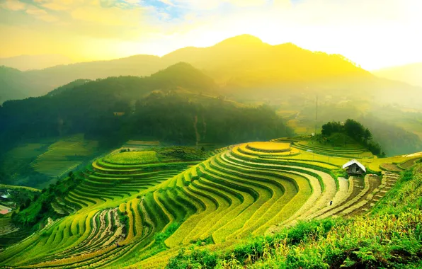Landscape, nature, Vietnam, rice fields