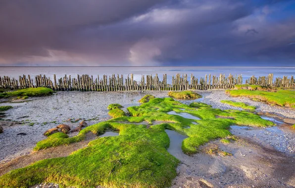 Green grass, Sand, Clouds, Horizon, Clouds, Netherlands, Coast, Coast