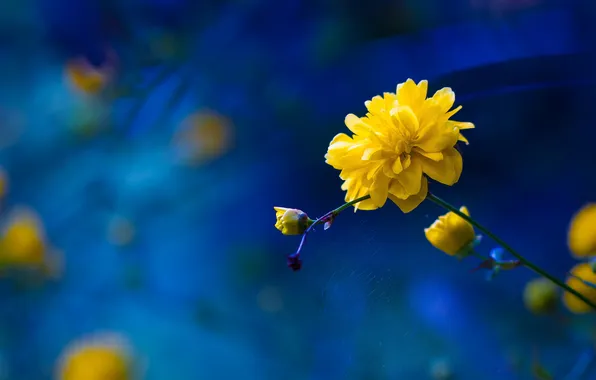 Flower, nature, web, petals, stem