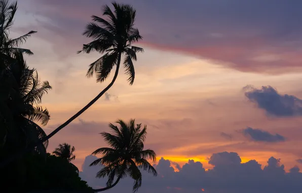 Sunset, nature, palm trees, the ocean, the Maldives