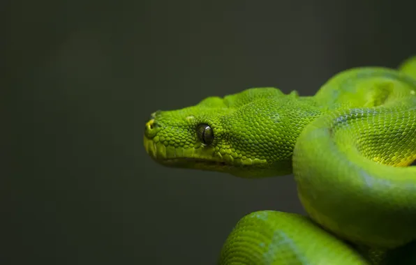 Green, snake, head, scales
