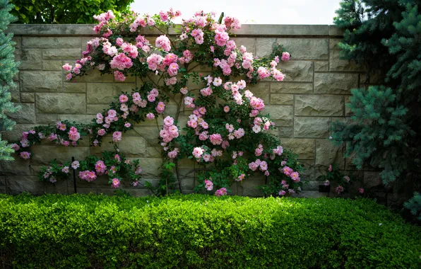 Picture flowers, wall, roses, the bushes