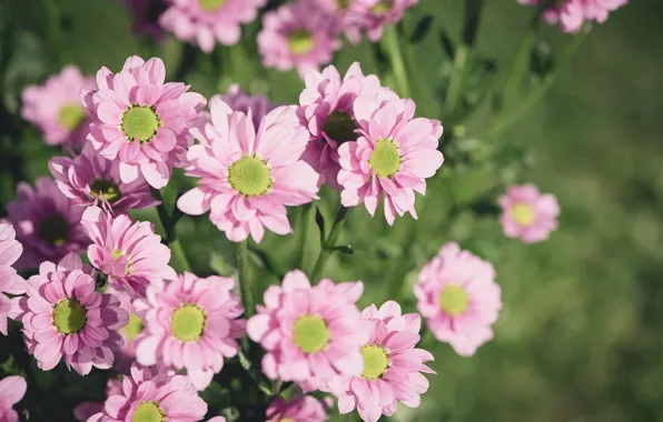 Picture flowers, petals, pink, chrysanthemum