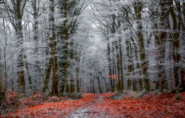 Winter, forest, nature