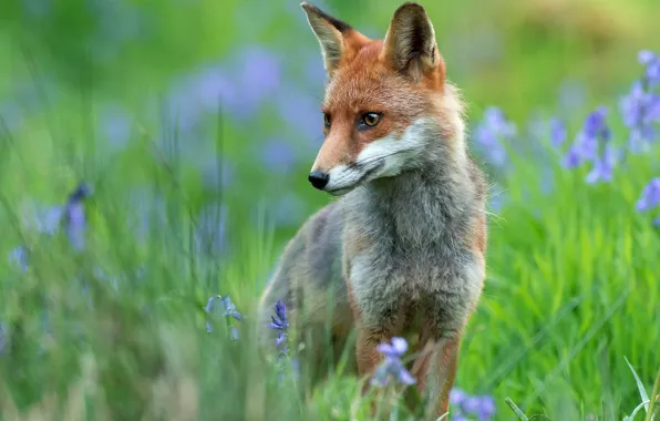 Picture greens, grass, face, flowers, glade, portrait, spring, Fox