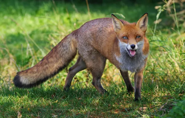 Language, grass, look, nature, Fox, red