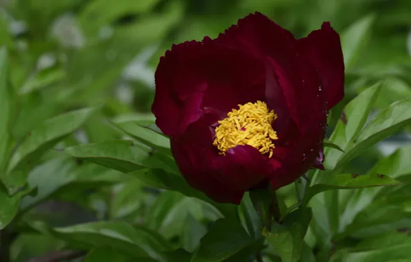 Macro, Burgundy, peony