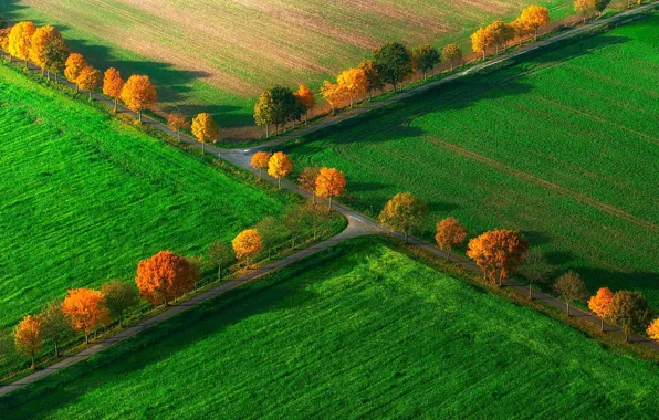Field, autumn, trees, Germany, North Rhine-Westphalia, Nottuln