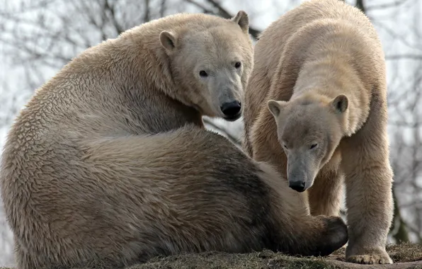 Family, bears, pair, polar