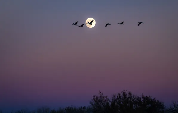 Birds, night, pack, The moon, USA, New Mexico, San Antonio