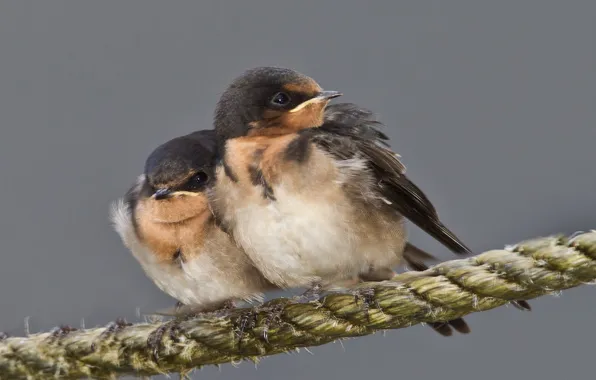 Picture bird, rope, beak, Chicks