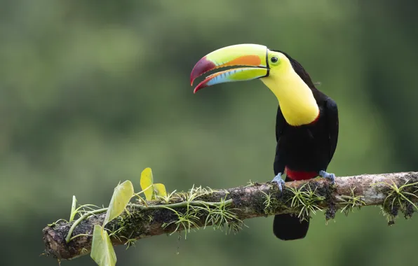 Leaves, bird, branch, Toucan, green background