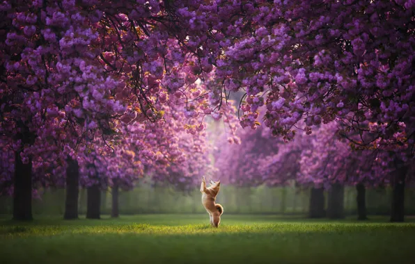 Picture trees, Park, dog, spring, Sakura, flowering, stand, Shiba inu