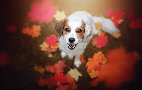 Autumn, each, dog