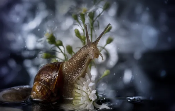 Picture macro, flowers, snail, bokeh