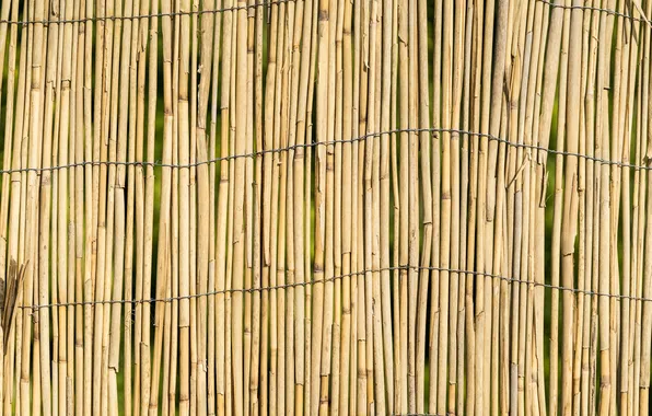Wall, bamboo, wires