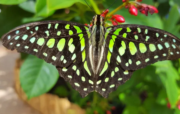 Flower, macro, butterfly, wings, beautiful, closeup