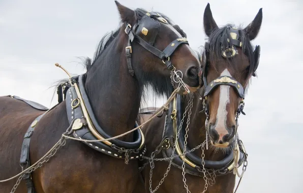Picture the sky, horses, horse, pair, team, muzzle, harness