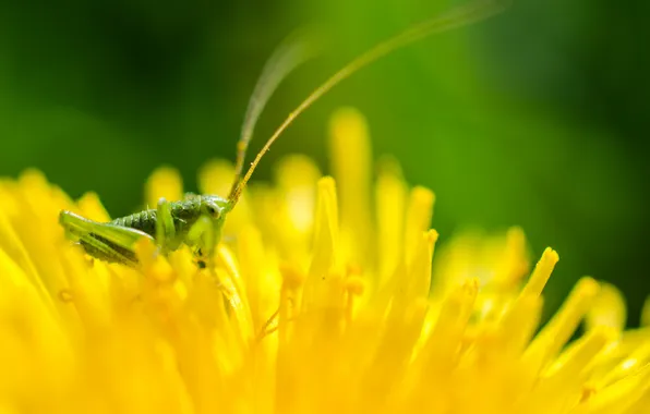 Picture flower, nature, grasshopper