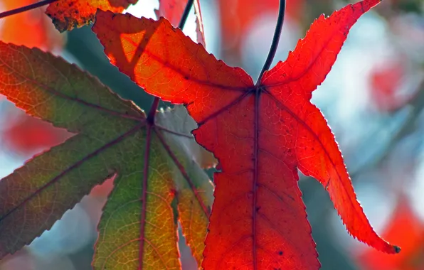 Autumn, leaves, nature