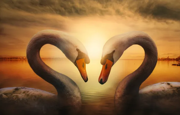 Picture love, lake, treatment, pair, swans, Spring feelings