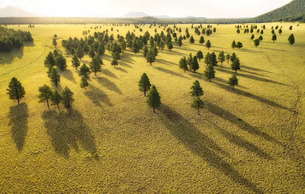 Forest, trees, nature, valley