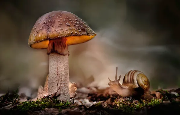 Leaves, nature, mushroom, moss, snail, bokeh