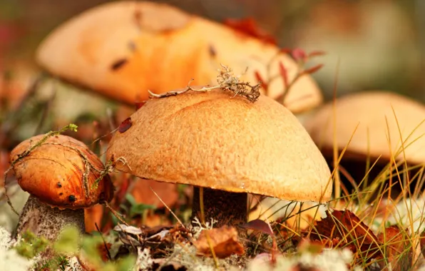 Autumn, grass, leaves, macro, mushrooms, food