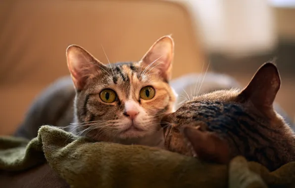 Cat, cat, look, face, two, lies, a couple