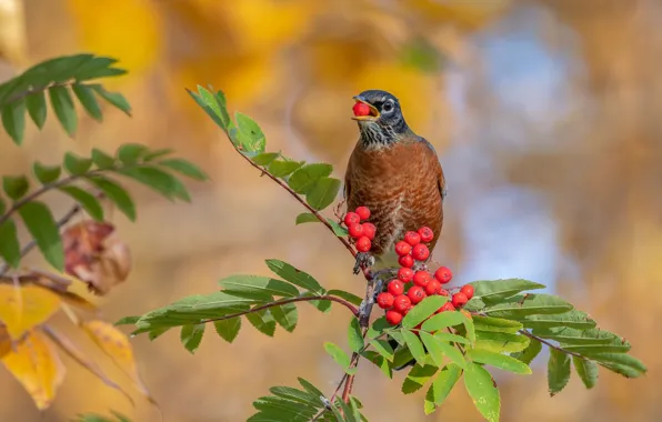 Picture autumn, leaves, branches, red, berries, background, bird, fruit